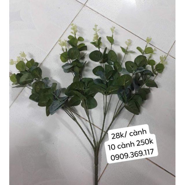 Lá táo cụm (16 nhánh)