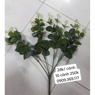 Lá táo cụm (16 nhánh)