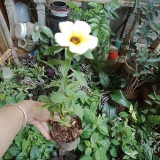 Cây dừa vàng, trắng