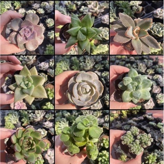 Sen đá size bầu chọn mẫu (50 loại)