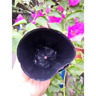 Bầu ươm cây size 12x12 (200-250 cái)