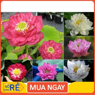 Gói 5 hạt giống sen bách diệp - sen quan âm mix 5 màu: đỏ, tím, vàng, trắng, hồng [hàng chất lượng]