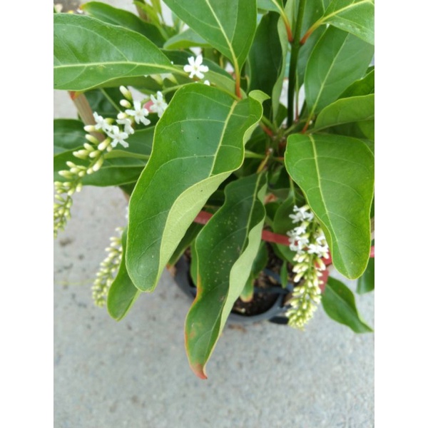 Lài thái...hoa siêu thơm.