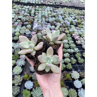 Sen đá sỏi mập. Hàng hiếm