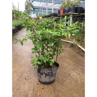 Chậu cây ớt peru aji charapita mắc nhất thế giới cây đang trái, sum, sung, khỏe, đẹp - ship toàn quốc