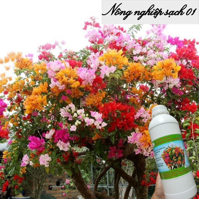 Phân bón cho hoa giấy, kích hoa giấy sai hoa, nở đồng loạt, màu sặc sỡ - 1 lít