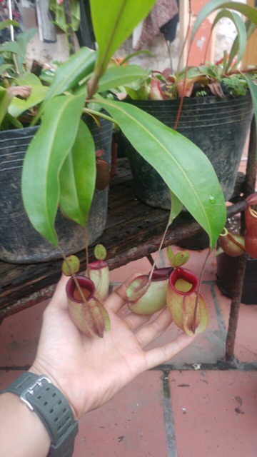 Cây ăn thịt nắp ấm