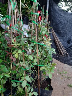 Hồng leo cổ hải phòng, nguyên chậu