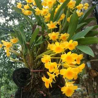 Hoa phong lan hoàng lạp chậu f12