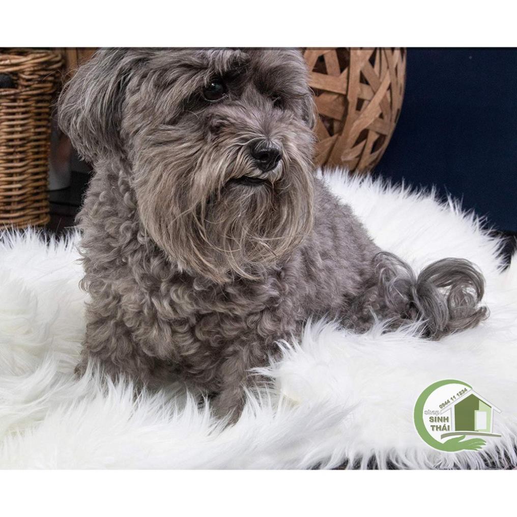 Thảm lông xù màu trắng - thảm trang trí - chụp hình ảnh