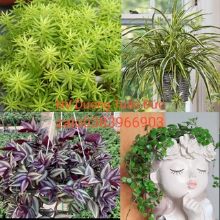 cây lan nhện,vảy rồng, mười giờ Úc,thài lài sọc