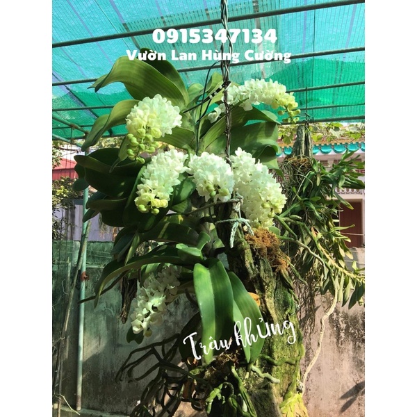 PHÂN BÓN ĐA LƯỢNG SUPER KALI