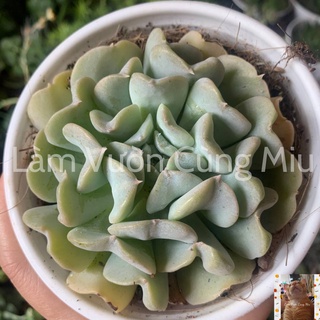 Sen Đá Cúc Trắng 🌼🌼🌼 - Size Bầu - Trung