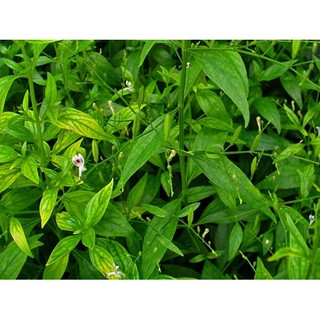 Hạt giống xuyên tâm liên 100gr