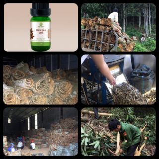 Tinh dầu quế Mộc Mây