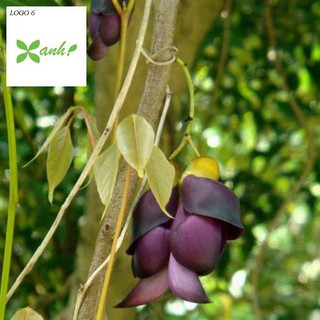 Hoa leo Huyết long 10 hạt