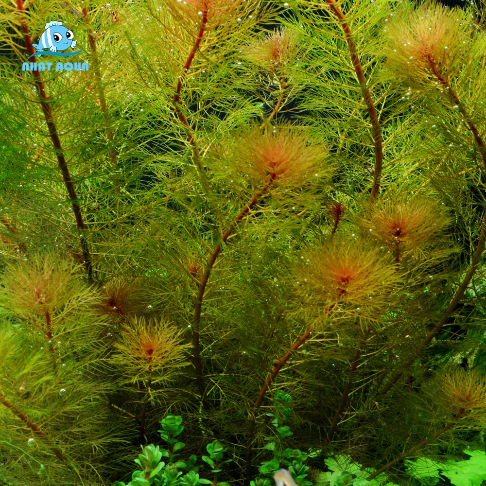 Cây thủy sinh Rong Đuôi Phụng Đỏ