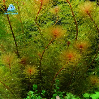 Cây thủy sinh Rong Đuôi Phụng Đỏ