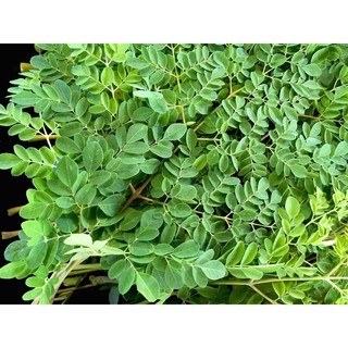 bầu Cây rau chùm ngây giống