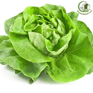 Hạt giống rau xà lách