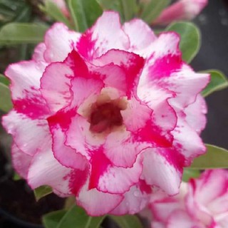 CÂY HOA SỨ THÁI CÁNH KÉP " THIÊN HƯƠNG T-H " - BẢO HÀNH MẶT HOA KÉP Y ẢNH