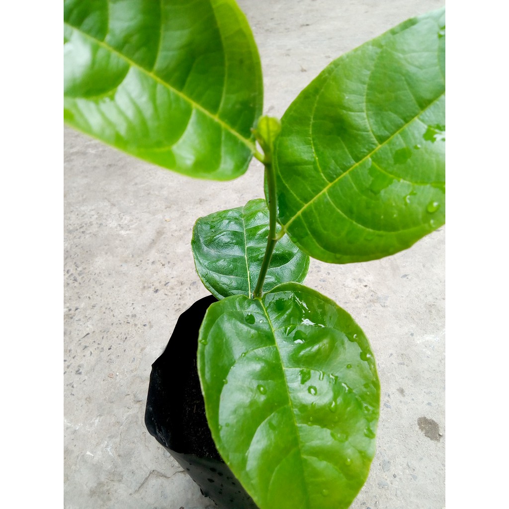 Cây con mít nghệ giống,30-59cm