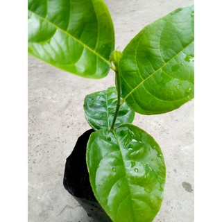 Cây con mít nghệ giống,30-59cm