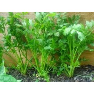 Hạt giống cần tây 5 gram