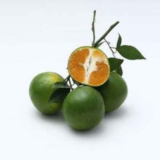 Quýt đường chín cây, mỏng vỏ, ngọt thơm