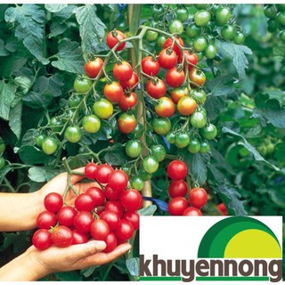 30 hạt giống cà chua chuỗi ngọc