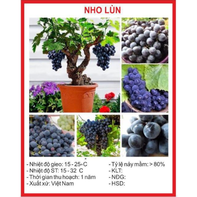 Hạt giống Nho lùn trồng chậu  Hạt giống Nho lùn 10 Hạt TÊT SALE ĐỒNG GIÁ SHOP MỚI