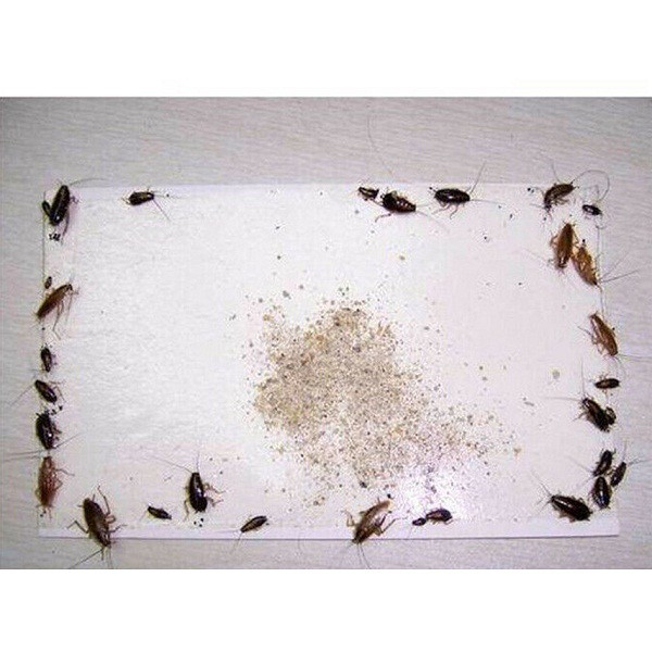 Miếng keo bẫy gián côn trùng 50g - hộp 3 miếng