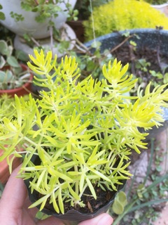 Cây mười giờ Úc