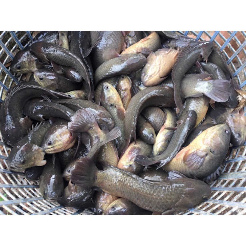 Cá Rô Đồng Tươi Ngon Đã Làm Sạch | Giao Siêu Tốc HCM