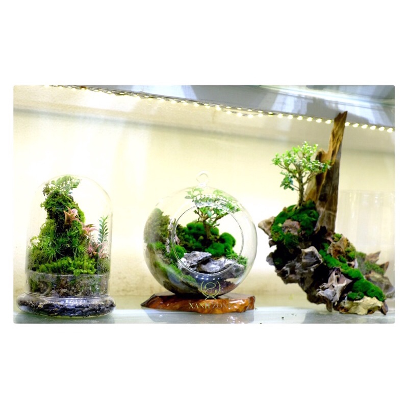 Bonsai mini sam hương trồng chậu, set hồ bán cạn