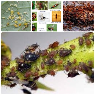 Chất trừ kiến Sinh Học, diệt gián, ve, bọ hại vật nuôi hại cây trồng (800wg-1g)