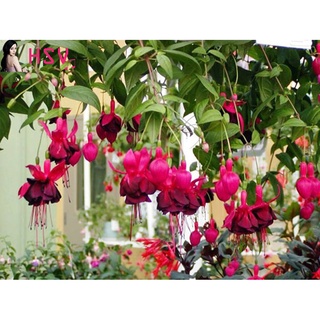 Hạt giống hoa lồng đèn - Nảy mầm tốt - Tặng kèm 1 gói bón lá và 1 gói kích nảy mầm, có tờ hướng dẫn trồng