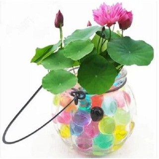 5 hạt sen nhật mini nhiều màu