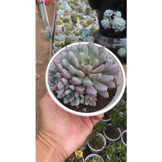 Sen đá Kim cương tím size trung