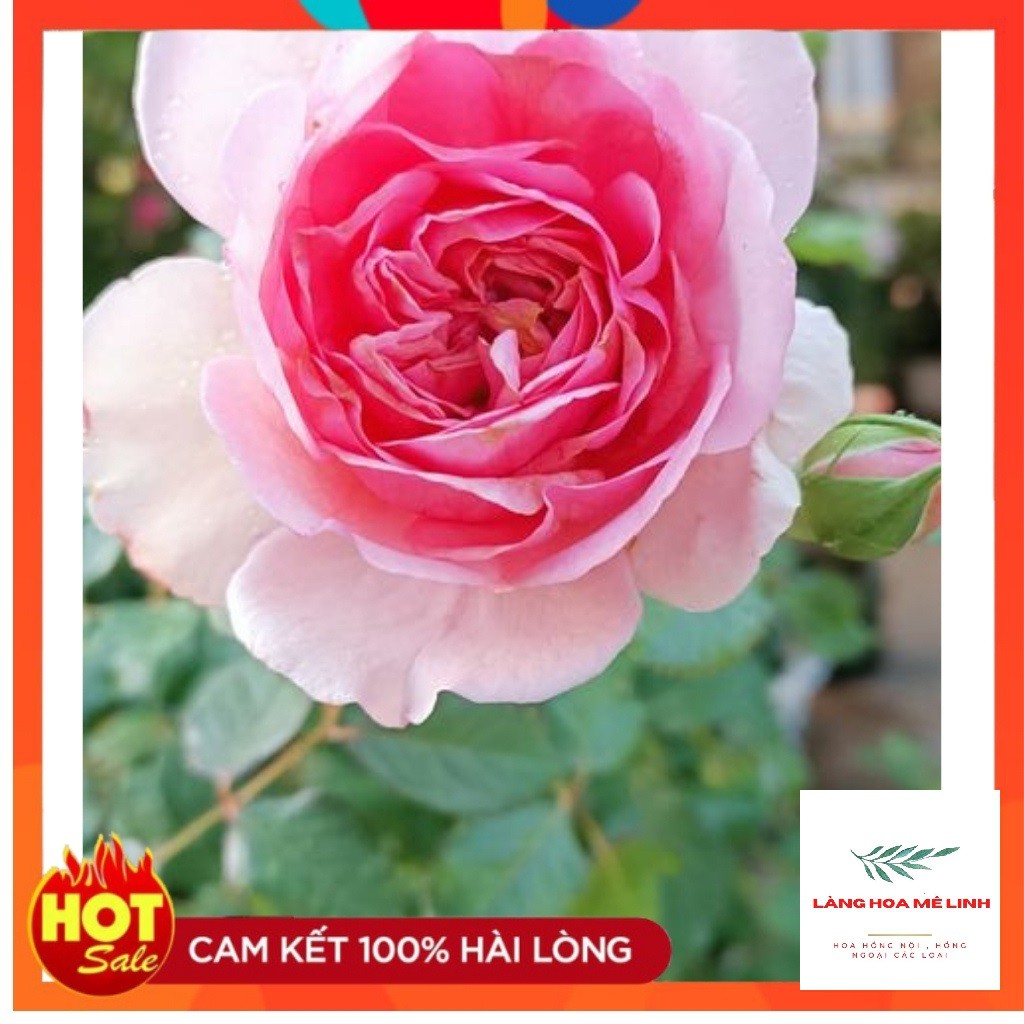 Hoa Hồng Ngoại Rose Pompadour [SIÊU PHẨM ] - Hồng leo Pháp bông lớn, thơm tuyệt