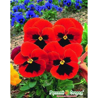 [GIÁ GỐC] Hạt giống hoa Viola mix