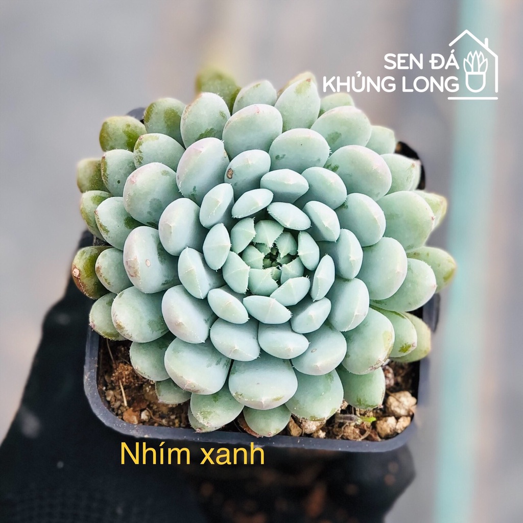 Sen đá Nhím Xanh - echeveria rundelli
