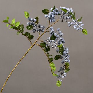 Cành việt quất cao cấp