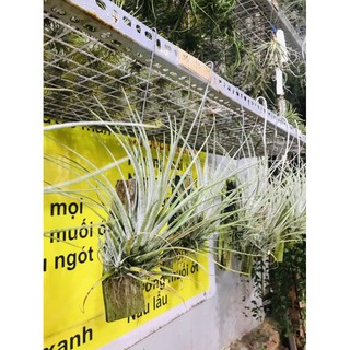 Cây không khí pringlei to có móc treo như hình