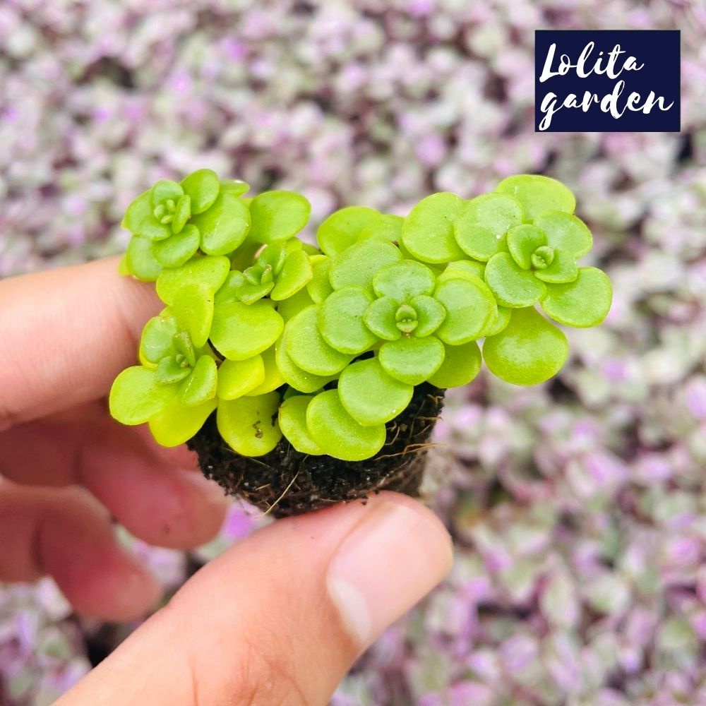 Sen đá sedum vảy cá Đà Lạt size mini cây cảnh trang trí nhà cửa Lolita garden