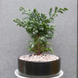 Cây Tuyết tùng trang trí Noel xinh xắn