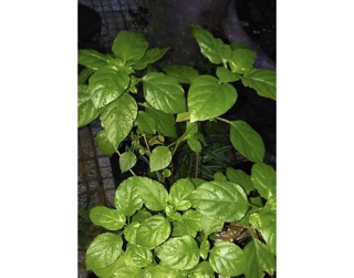 Cây rau ngót Nhật- bầu đất ( cây giống)