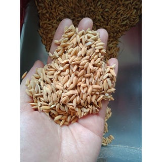 Thóc( Lúa) cho gà, vịt, chim, hạt chắc( 1 kg)
