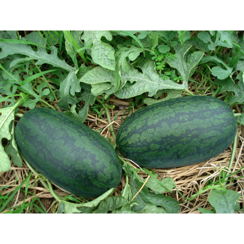Hạt Giống Dưa Hấu Hắc Mỹ Nhân Robin F1 Thái Lan. 1 gr/ gói