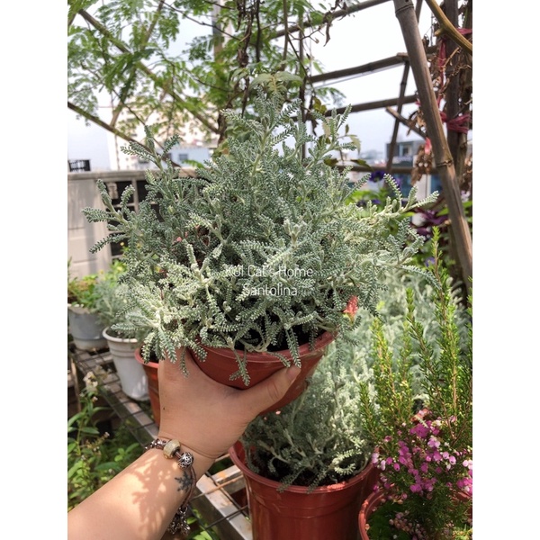 Nội thành HN - Cây lá bạc Santolina (lavender cotton) có mùi thơm
